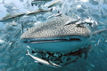   beautiful Whale Shark gets swarmed huge school bigeye trevally  